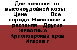Две козочки  от высокоудойной козы › Цена ­ 20 000 - Все города Животные и растения » Другие животные   . Красноярский край,Игарка г.